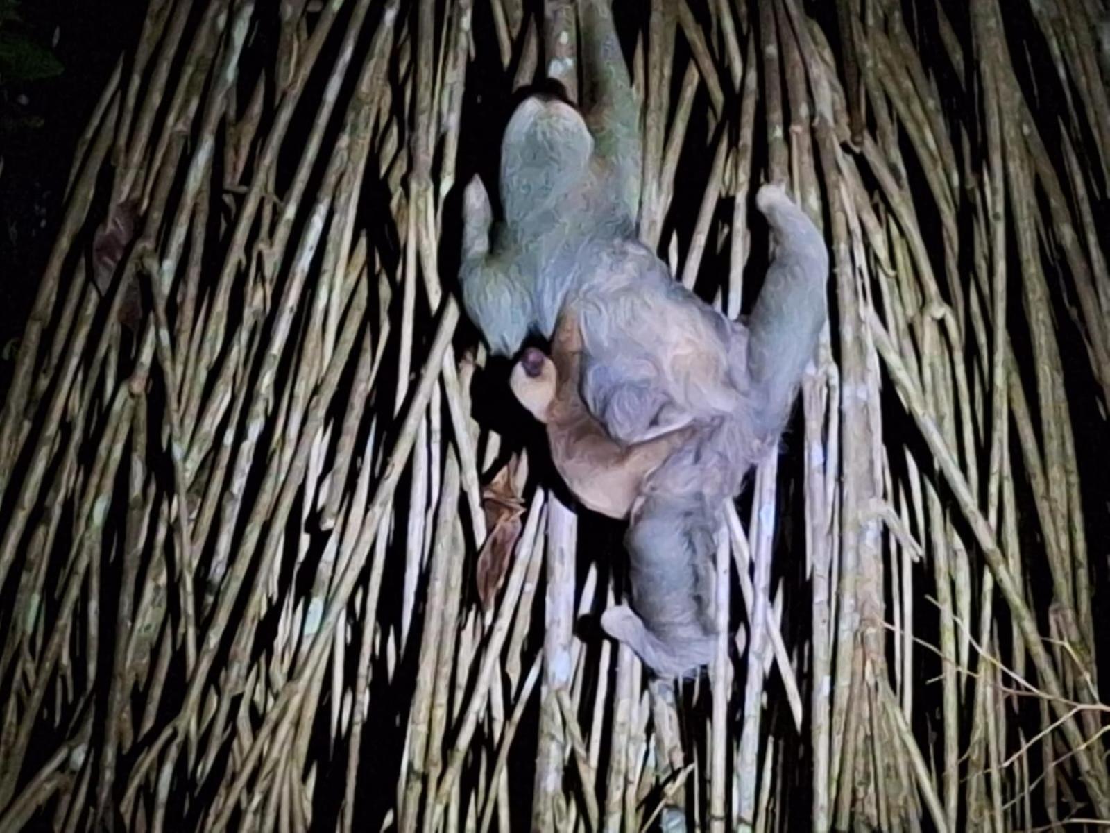 La Palapa Hut Nature Hostel Puerto Jiménez Εξωτερικό φωτογραφία